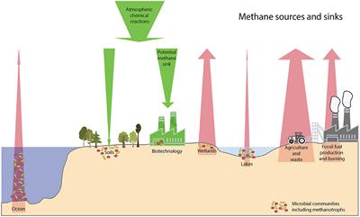 Editorial: Methanotrophs: Diversity, Environmental Relevance and Applications